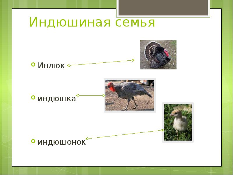 Презентация домашние птицы 2 класс