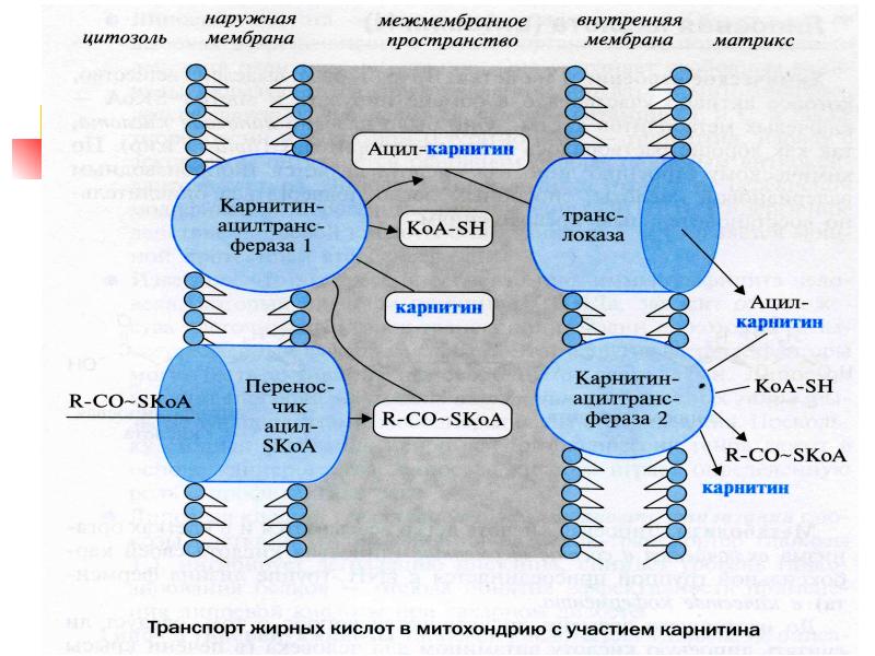 Обмен липидов схема