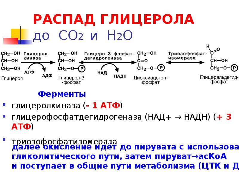 Гликолиз образуется 2 молекулы атф