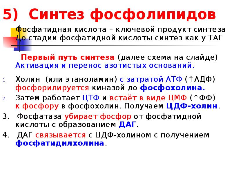 Продукт синтеза. Синтез фосфолипида. Образование фосфолипидов. Синтез таг Синтез фосфолипидов. Цитидиловый путь синтеза фосфолипидов.