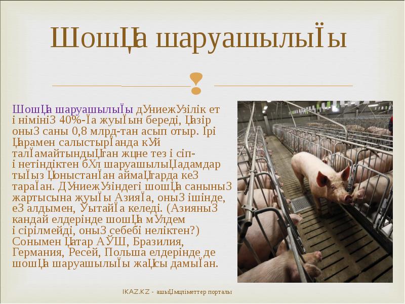 Шошқа шаруашылығы
Шошқа шаруашылығы дүниежүзілік ет өнімінің 40%-ға жуығын береді, қазір Шошқа шаруашылығы
Шошқа шаруашылығы дүниежүзілік ет өнімінің 40%-ға жуығын береді, қазір