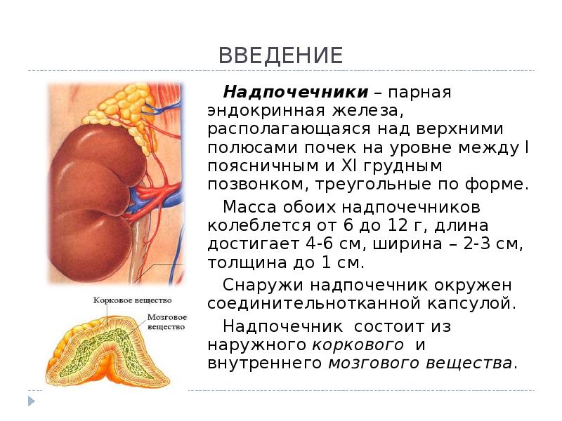 Почки И Надпочечники Расположение У Женщины Фото