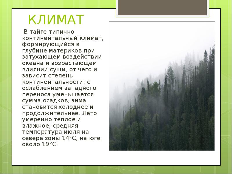 Описание природной зоны по плану 6 класс тайга