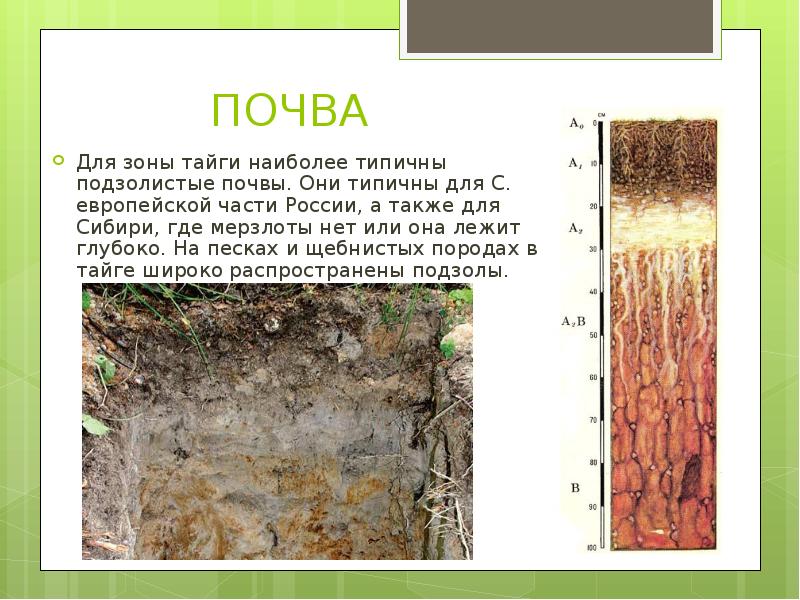 Почвы тайги северной америки. Преобладающие почвы в тайге России. Подзолистые почвы таежно-Лесной зоны. Таежная подзолистая почва рисунок. Природная зона подзолистых почв в России.