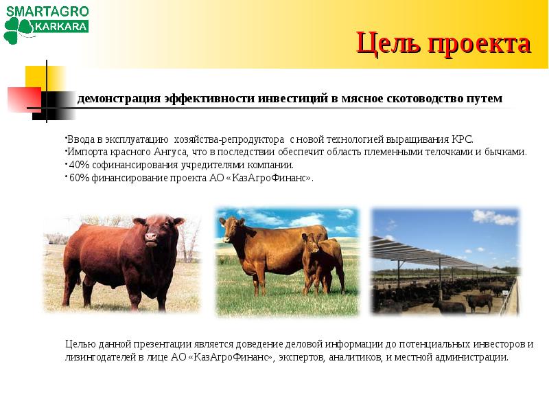 Разведение крупного рогатого скота страны. Репродуктор КРС. Импорт КРС. Ангус порода бизнес план. Расширение племенного репродуктора КРС.