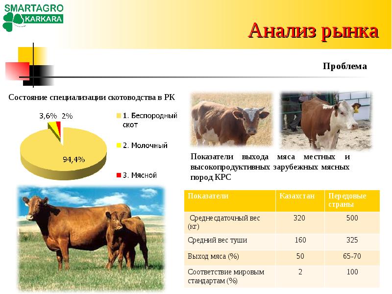 Бизнес план на мясное скотоводство