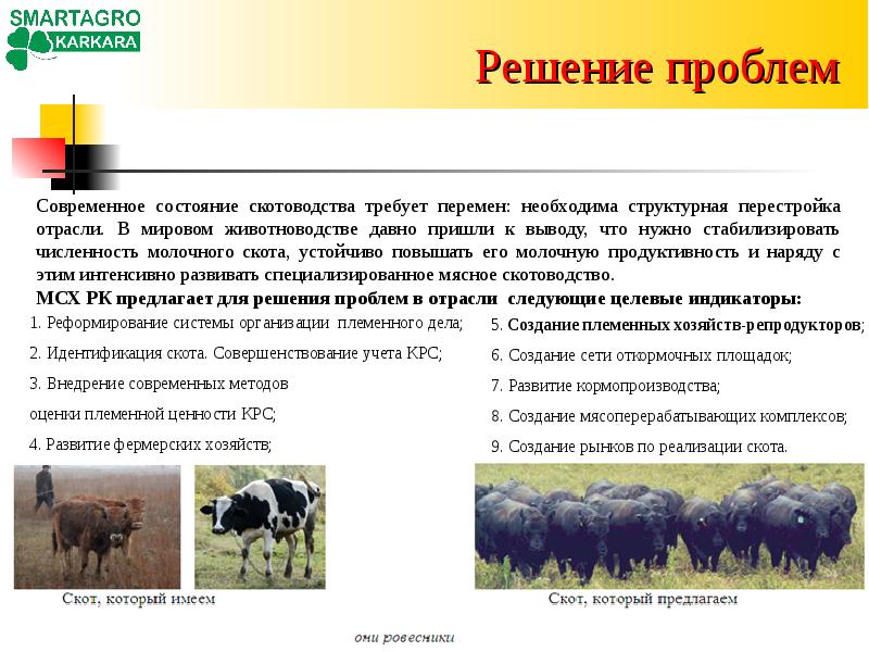 Для центральной россии характерно скотоводство. Современное состояние животноводства. Проблемы пастбищного животноводства. Проблемы и перспективы развития скотоводства. Проблемы и перспективы животноводства.