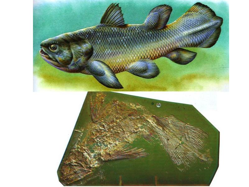 Древние земноводные произошедшие от древних рыб. Латимерия Девон. Кистеперые девона. Кистеперая рыба Латимерия. Латимерия двоякодышащая рыба.