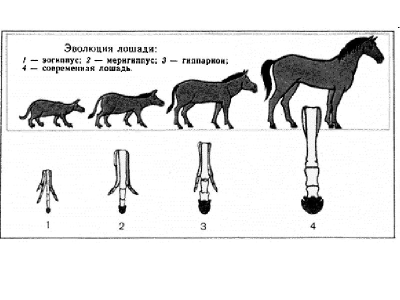 Происхождение животных картинки