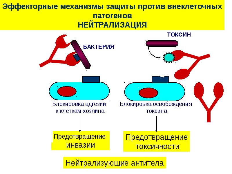 Защита против. Эффекторные функции антител иммунология. Механизмы защиты против внеклеточных бактерий. Эффекторные механизмы иммунитета.