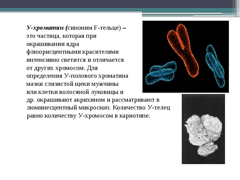 Ядро содержит хроматин