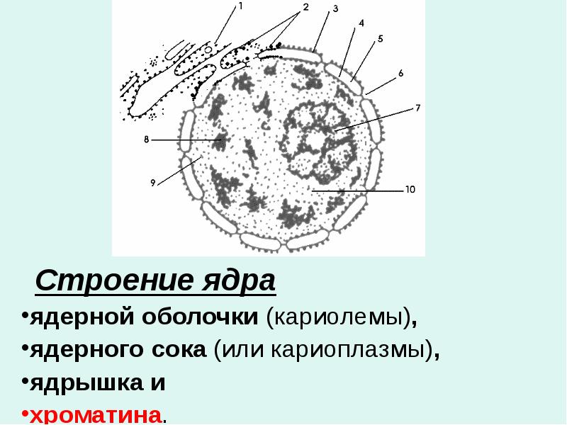 Вирус строение ядра