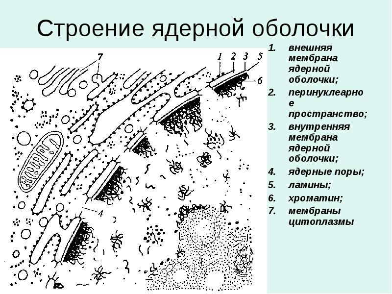 Ядерная мембрана рисунок