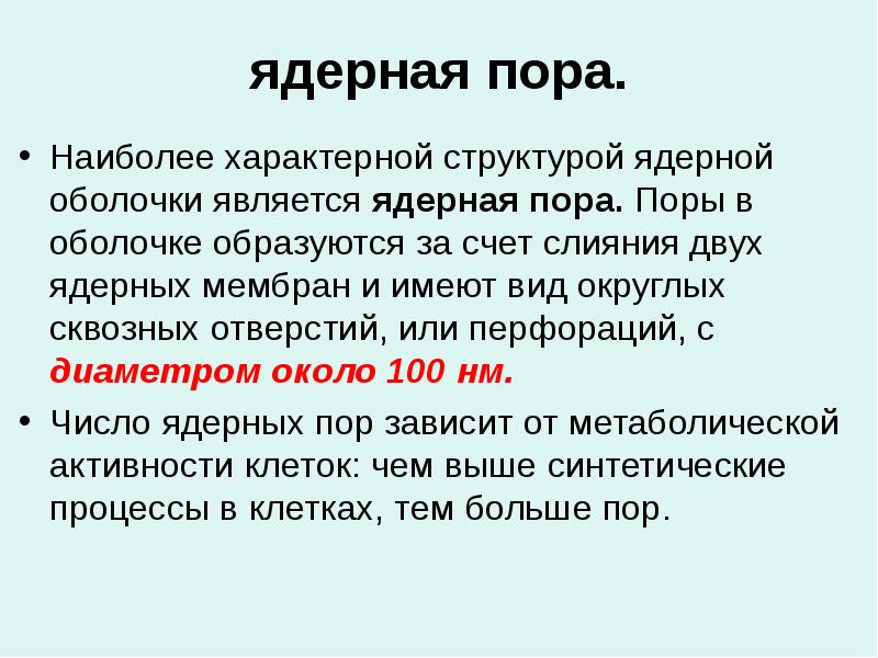 Ядерные поры