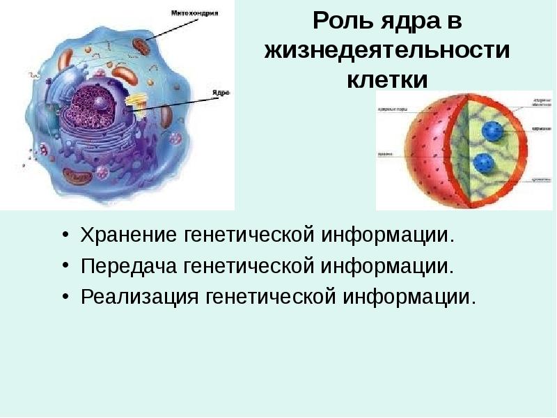 Передача наследственной информации клетки