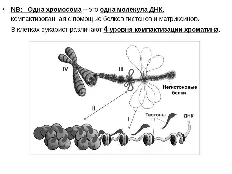 Рассмотрите рисунок на котором представлена схема компактизации наследственного материала клетки