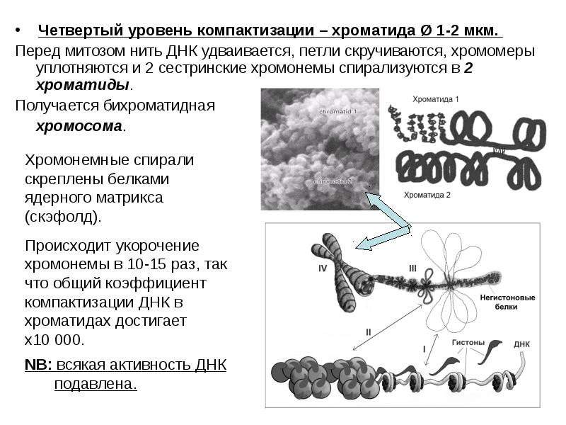 Каждая хромосома состоит