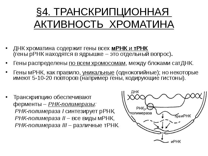 Наследственный аппарат ядро