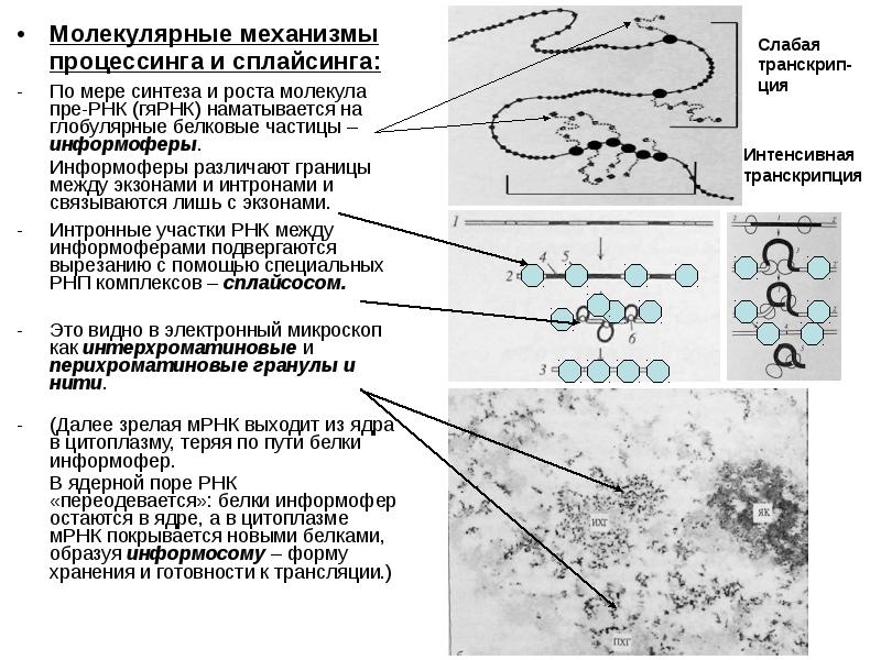 Молекулярные механизмы. Молекулярные механизмы фагоцитоза. Гетерогенная ядерная РНК. Механизм сплайсинга.