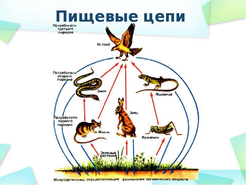 Модель цепи питания для степи можно представить в виде схемы например на схеме ниже представлена