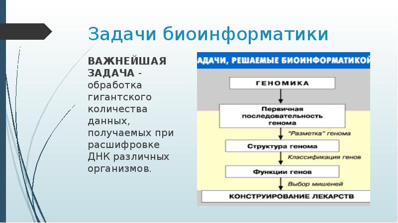 Биомедицина и биоинформатика презентация