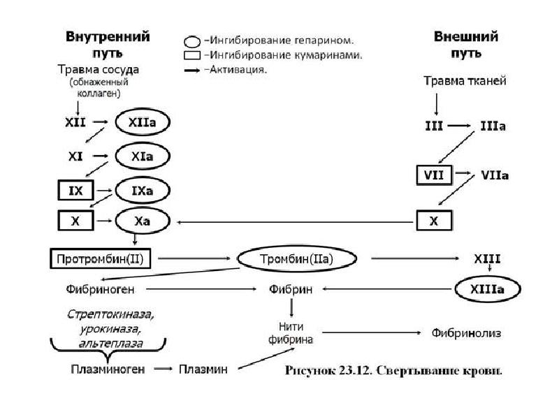 Схемы свертывания крови по внешнему и внутреннему пути