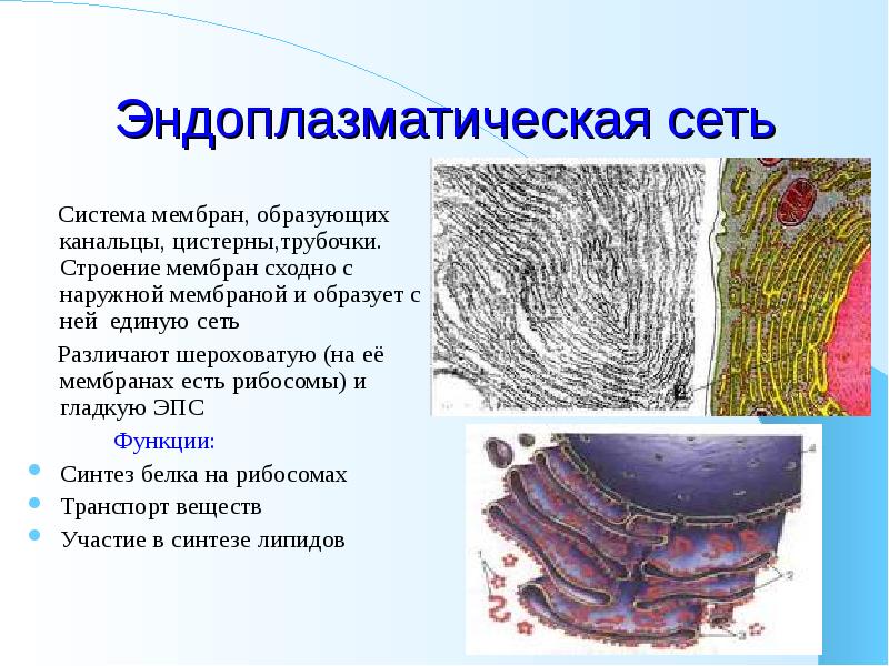 Эндоплазматическая сеть функции