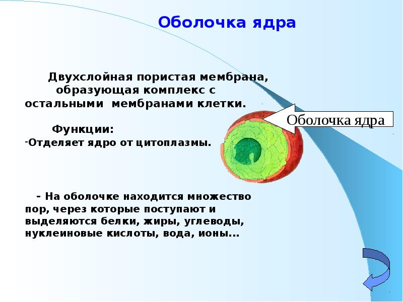 Вблизи ядра. Оболочка ядра. Ядро делится на. Ядро делится на оболочка ядрышко. Оболочка ядра образована.