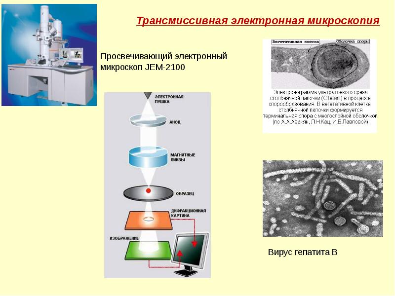 Копрограмма микроскопия кала фото с описанием