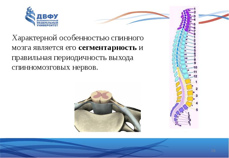 Морфофункциональная характеристика спинного мозга презентация