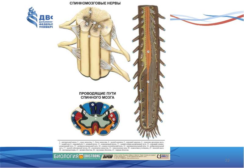 Спинной мозг биология. Спинномозговые нервы неврология. Спинной мозг неврология. Нейрология спинного мозга. Строение спинного мозга неврология.