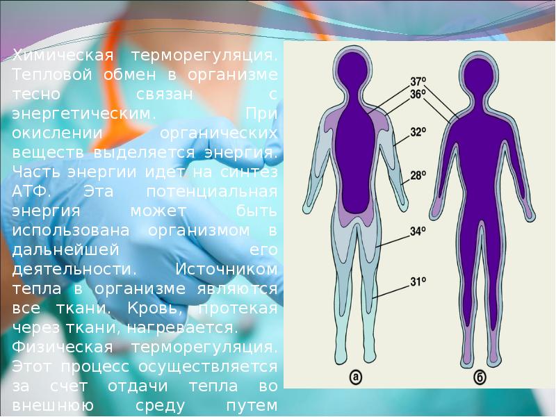 Терморегуляция организма презентация