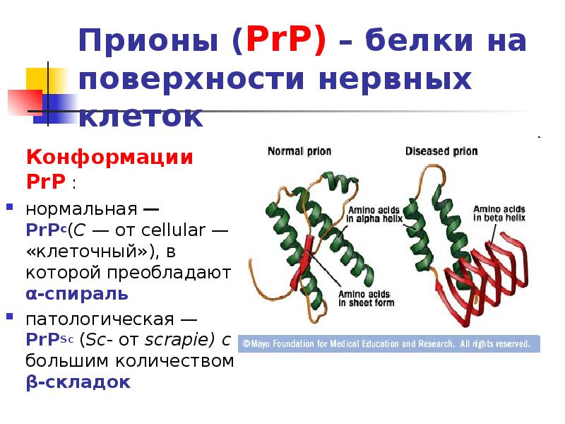 Презентация на тему прионы