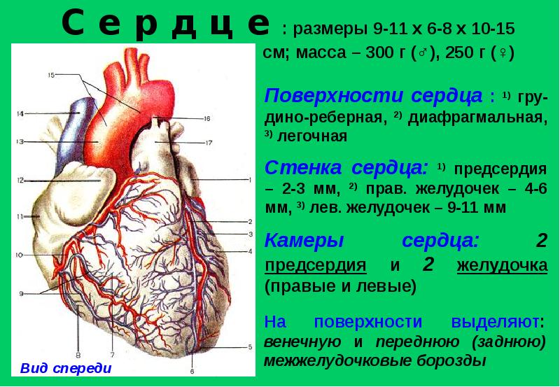 Борозды сердца анатомия картинки