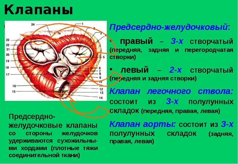 Философия сердца презентация