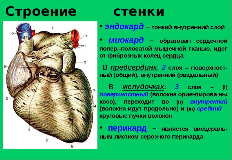 Фиброзный скелет сердца схема