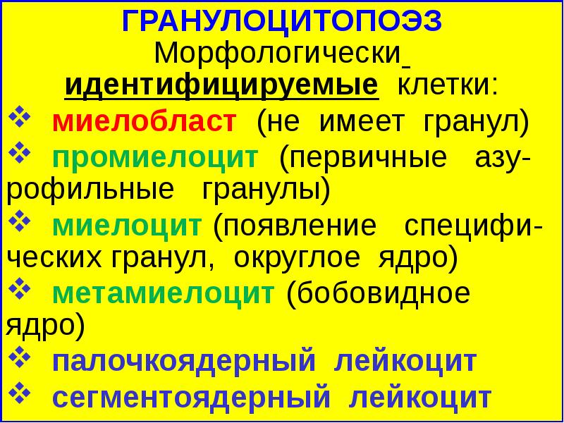 Метамиелоцитам присущи все свойства кроме. Метамиелоцитам присущи все свойства кроме