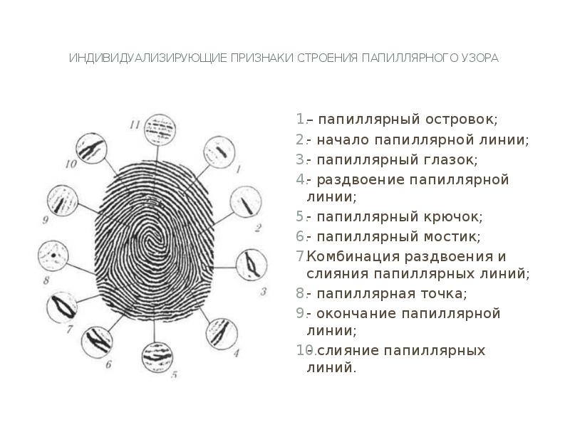 Частные признаки папиллярного узора. Строение папиллярного узора криминалистика. Детали строения папиллярного узора пальца. Общее строение папиллярного узора.