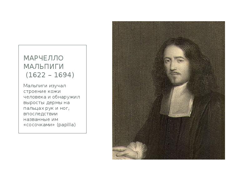 Марчелло мальпиги   (1622 – 1694) Мальпиги изучал строение кожи