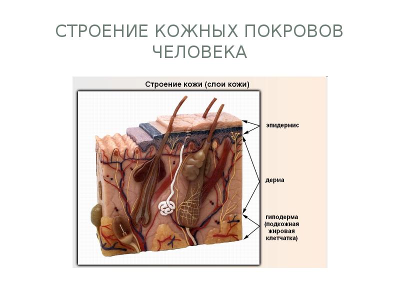 Строение кожных покровов человека
