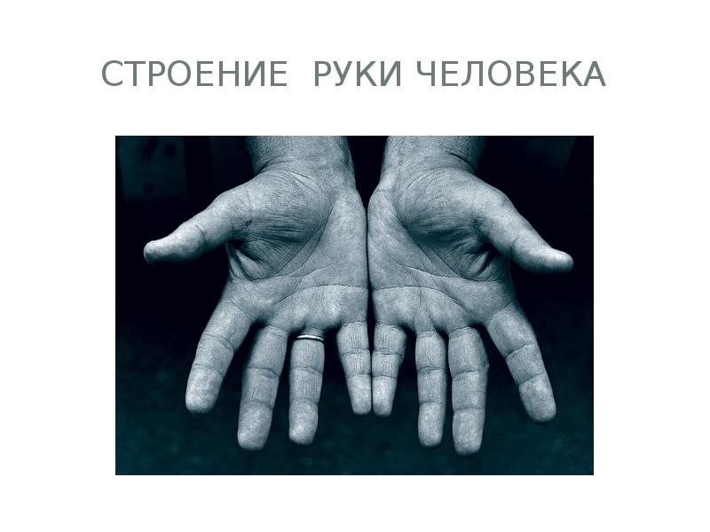 Строение руки человека