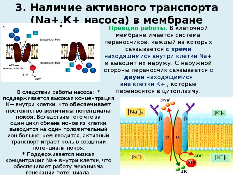 Транспорт натрия активный транспорт