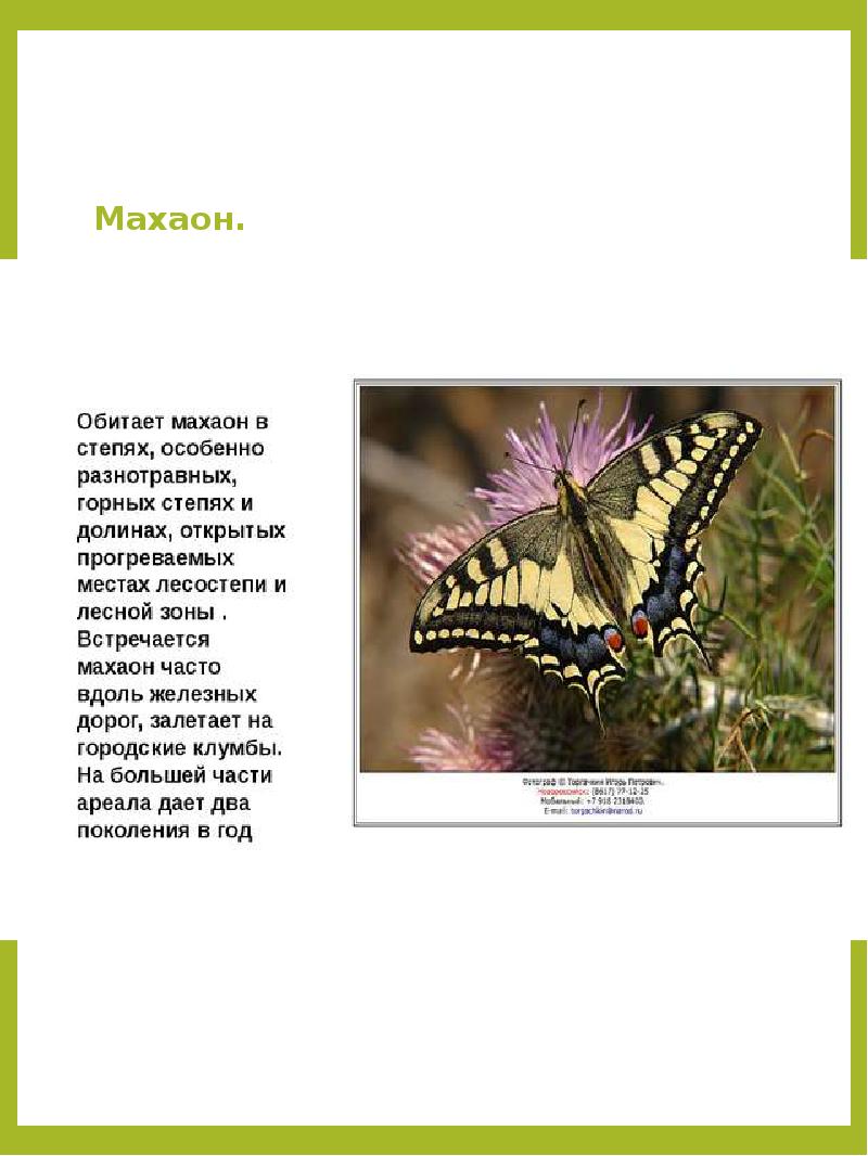 Красная книга татарстана животные и растения фото
