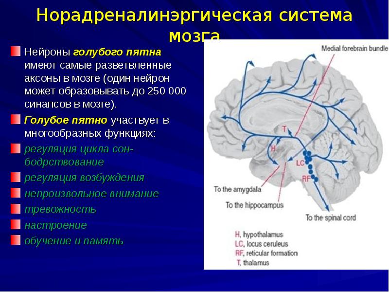 Крупные ядра. Голубое пятно ствола мозга. Норадреналинэргическая система мозга. Функции голубого пятна среднего мозга. Голубое пятно ретикулярной формации.