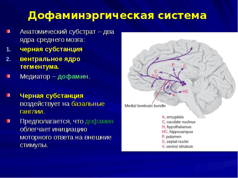 Базальные ганглии мозга. Дофаминергическая система среднего мозга. Дофаминергическая система мозга черная субстанция. Черная субстанция и базальные ядра. Дофаминовые рецепторы головного мозга.
