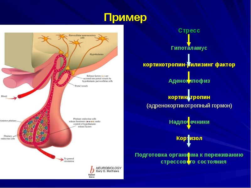 Презентация гормоны стресса