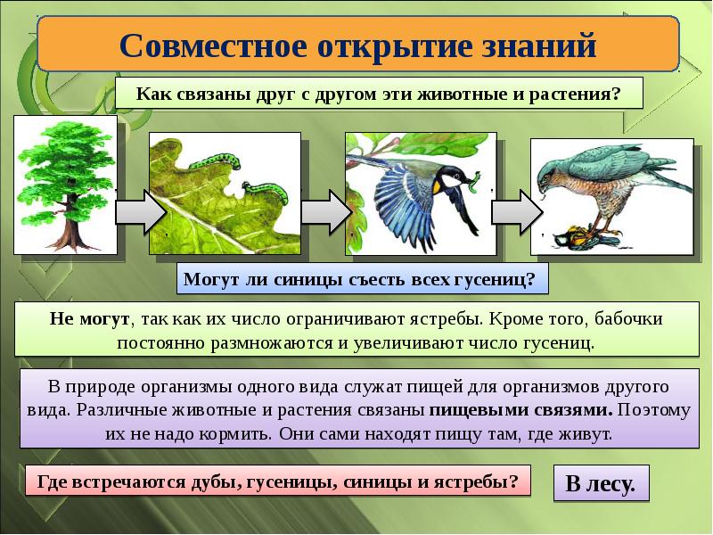 Презентация наземная экосистема лес