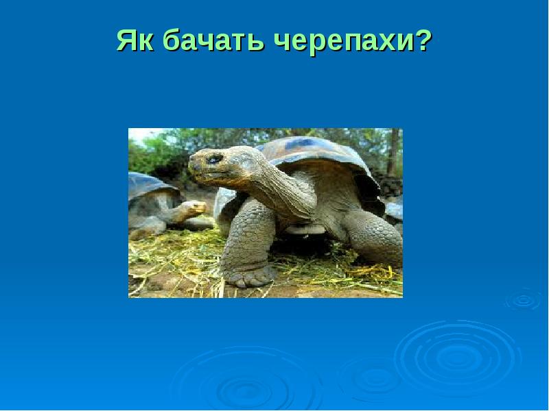 Як бачать черепахи? Як бачать черепахи?