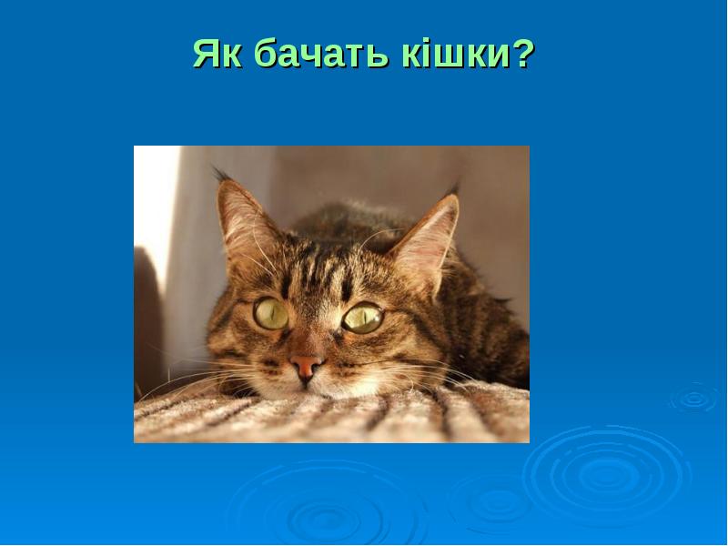 Як бачать кішки? Як бачать кішки?