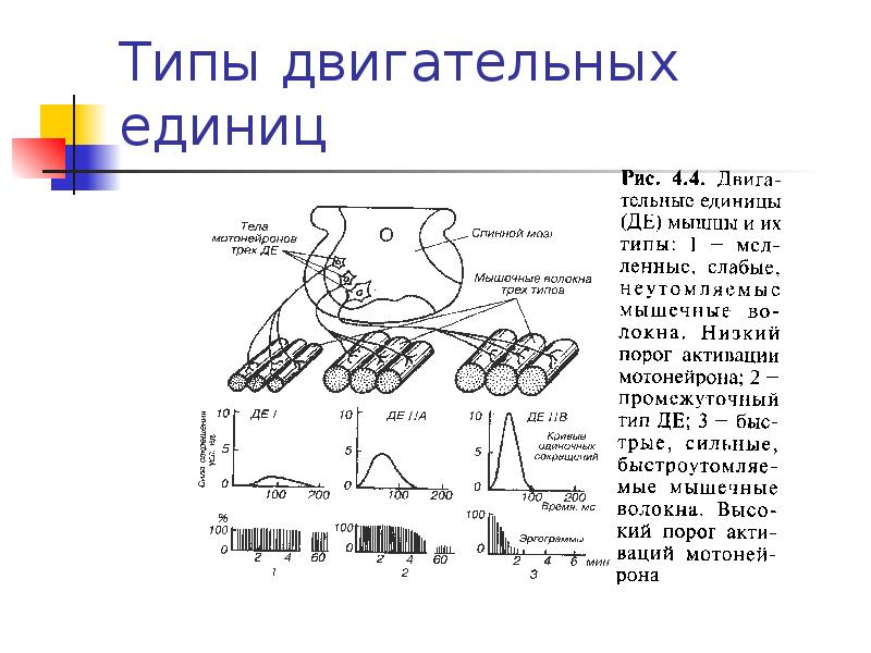 Двигательная единица это. Схема двигательной единицы физиология. Какие два вида моторных единиц выделяются в мышечной системе?. Разновидности двигательных единиц. Три типа двигательных единиц.